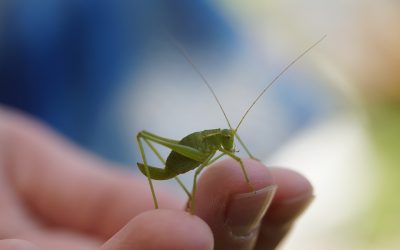 Znanstveni simpoziji – Održivi razvoj, ekologija i poslovna etika